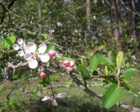 malus angustifolia closer.jpg